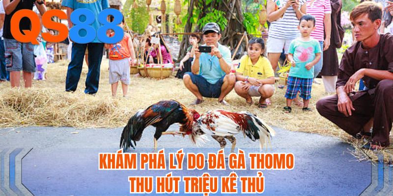 Khám phá lý do đá gà Thomo thu hút triệu kê thủ